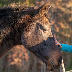 Close-up of a horse