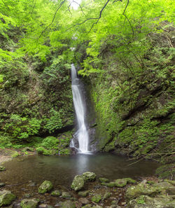 Waterfall in forest