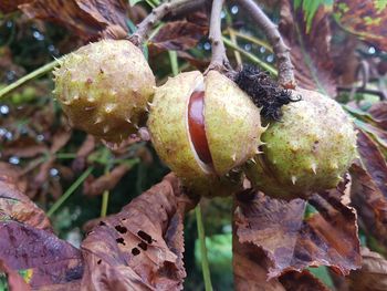 Close-up of fruit growing on tree
