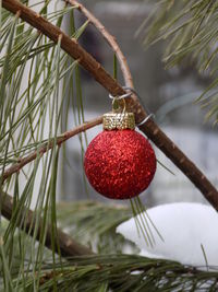 Close-up of christmas tree