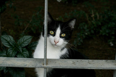 Close-up portrait of a tuxedo cat