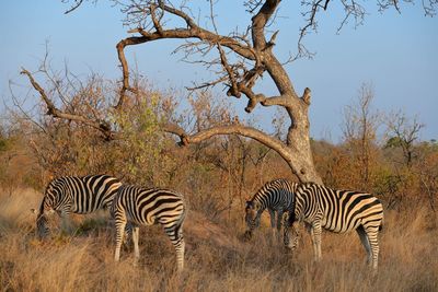 Zebras in a field