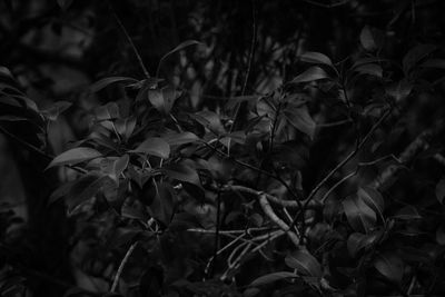 Close-up of plant against blurred background