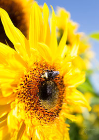 Close-up of bee pollinating on sunflower