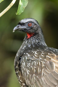 Close-up of eagle