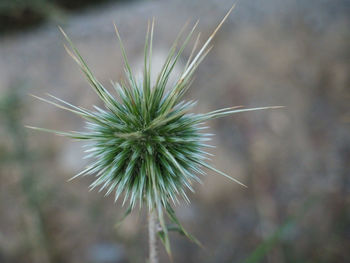 Close-up of flower