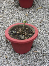 High angle view of red potted plant on stone