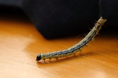 Close-up of insect on wood