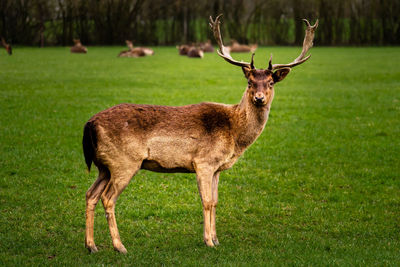 Deer standing on field