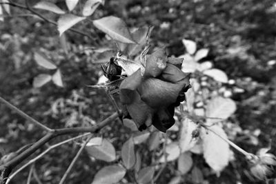 Close-up of dry leaves on flower