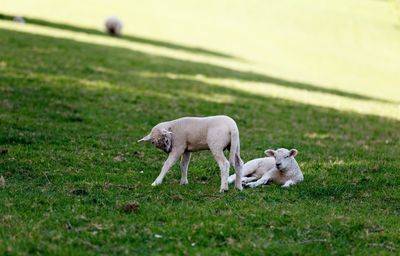 View of sheep on grassy field