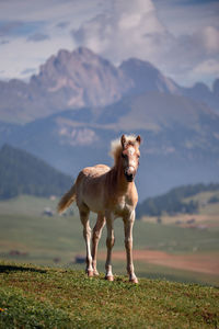 View of horse on field