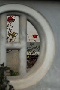Close-up of red flower pot