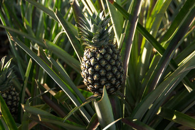 Close-up of fruit growing on plant