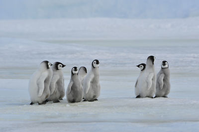 Flock of birds in the sea