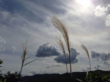 Low angle view of silhouette tree against sky