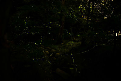 Trees growing on field at night