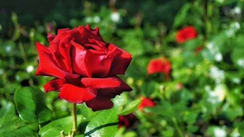 Close-up of red rose blooming outdoors