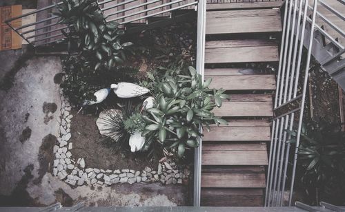 High angle view of potted plant on staircase of building