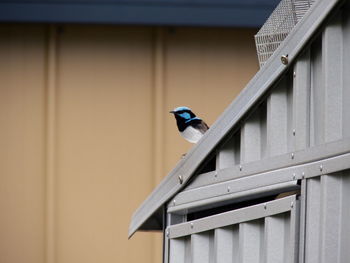 Male blue fairy wren perched on a shed.