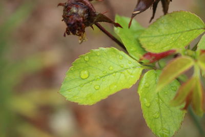 Close-up of leaf on plant