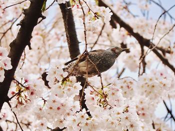 Close-up of bird on cherry blossom tree