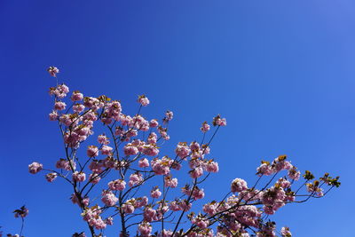 Low angle view of cherry blossoms against blue sky