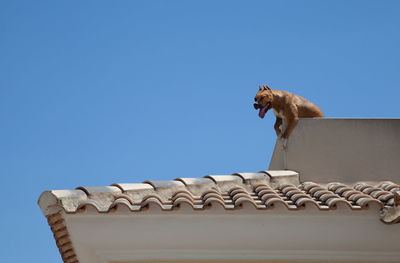 Low angle view of dog on roof against clear sky