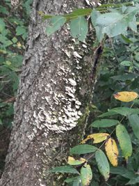 Close-up of lichen growing on tree trunk