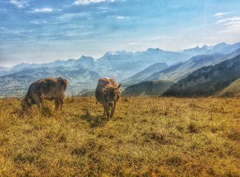 Cows grazing on grass against sky
