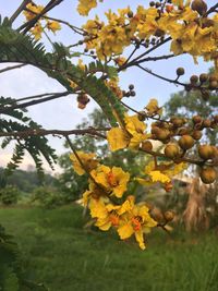 Low angle view of yellow tree against sky