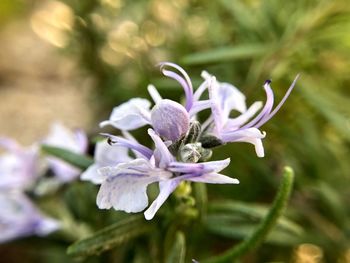 Close-up of purple flowering plant