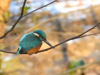 Close-up of bird perching on branch