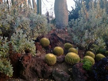 Trees growing in park