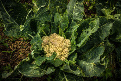 Directly above shot of vegetables on plant