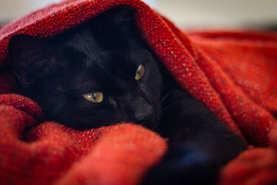 Close-up portrait of black cat in red blanket 