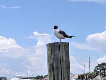 Low angle view of seagull perching on wooden post