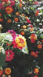 Close-up of multi colored flowers blooming in park