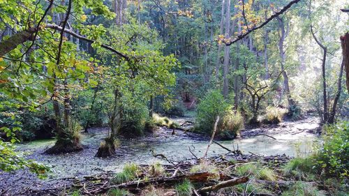 Trees growing in forest