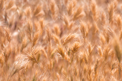 Close-up of stalks in field