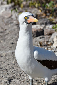 Close-up of seagull on rock