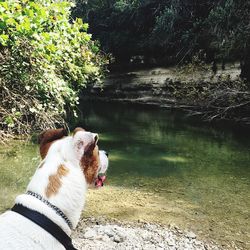 Rear view of a dog looking away