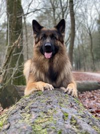 Portrait of a dog in the forest