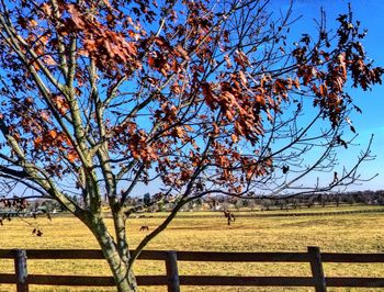 Trees on field against blue sky