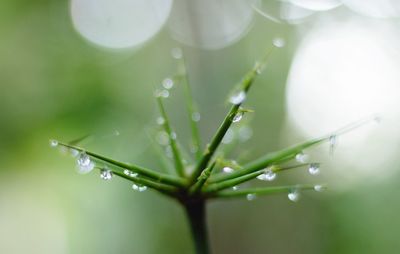 Close-up of wet plant