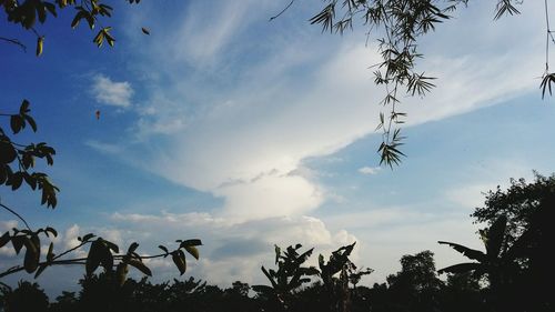 Low angle view of silhouette trees against sky during sunset