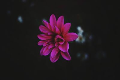 Close-up of pink flower against white background