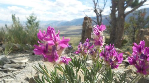 Close-up of pink flowers