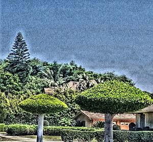 Trees and plants in a park