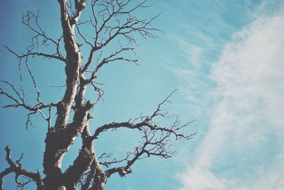 Low angle view of bare tree against sky